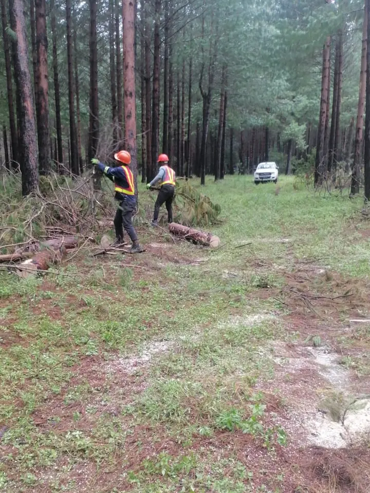 Two chainsaw operators in helmets and hi-vis vests cutting a felled pine into logs between rows of tall plantation pine.
