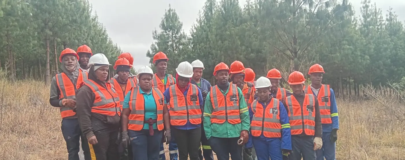 The pruning team in hard hats and orange hi-vis vests, standing in front of a young pine compartment.